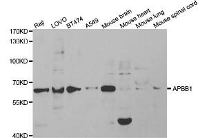 Western blot analysis of extracts of various cell lines, using APBB1 antibody (ABIN5971004) at 1/1000 dilution. (FE65 antibody)