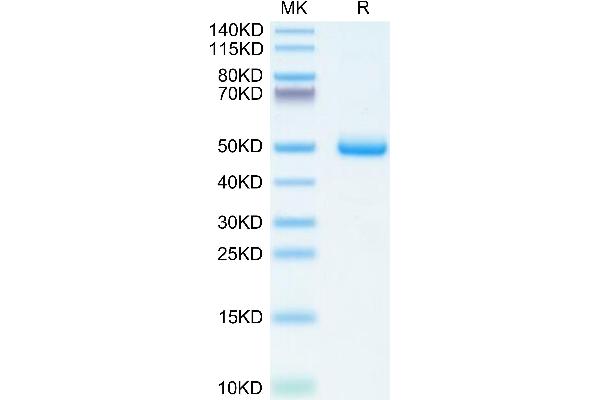 BAMBI Protein (AA 27-152) (Fc Tag)