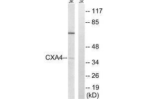 Western Blotting (WB) image for anti-Gap Junction Protein, alpha 4, 37kDa (GJA4) (Internal Region) antibody (ABIN1851364) (GJA4 antibody  (Internal Region))