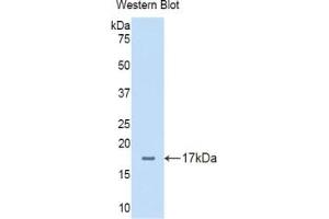 DLL4 antibody  (AA 215-331)