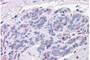 Human Breast: Formalin-Fixed, Paraffin-Embedded (FFPE) (NPTN antibody  (N-Term))