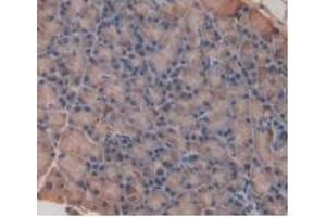 Detection of IL33 in Rat Pancreas Tissue using Monoclonal Antibody to Interleukin 33 (IL33) (IL-33 antibody  (AA 110-261))