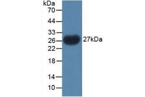 Detection of Recombinant PTHrP, Gallus using Polyclonal Antibody to Parathyroid Hormone Related Protein (PTHrP) (PTHLH antibody  (AA 38-176))