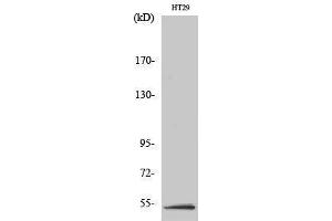 Western Blotting (WB) image for anti-serine/threonine Kinase 11 (STK11) (Tyr1313) antibody (ABIN3175853) (LKB1 antibody  (Tyr1313))