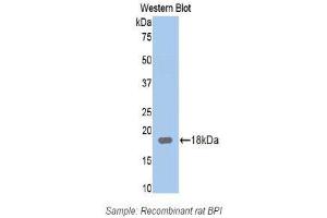 Western Blotting (WB) image for anti-Bactericidal/Permeability Increasing Protein (BPI) (AA 320-452) antibody (ABIN1174389) (BPI antibody  (AA 320-452))