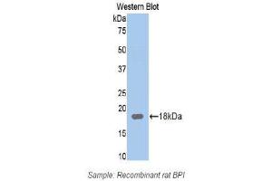 Western Blotting (WB) image for anti-Bactericidal/Permeability Increasing Protein (BPI) (AA 320-452) antibody (ABIN1174389)