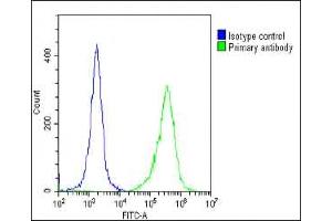 Overlay histogram showing HeLa cells stained with A(green line). (FOLR1 antibody  (N-Term))