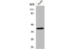 Western Blot analysis of HeLa cells using PAR-4 Polyclonal Antibody (F2RL3 antibody  (Internal Region))