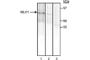 Western Blotting (WB) image for anti-MutL Homolog 1 (MLH1) antibody (ABIN967392) (MLH1 antibody)
