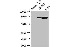 Immunoprecipitating XRCC5 in HepG2 whole cell lysate Lane 1: Rabbit control IgG (1 μg) instead of ABIN7175897 in HepG2 whole cell lysate. (XRCC5 antibody  (AA 251-455))