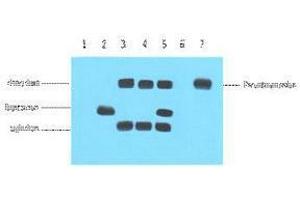 Immunoprecipitation (IP) analysis: 5ug VSV-G Mouse IgG1 per ml Lysate, WB 1:5000. (VSV-g Tag antibody)