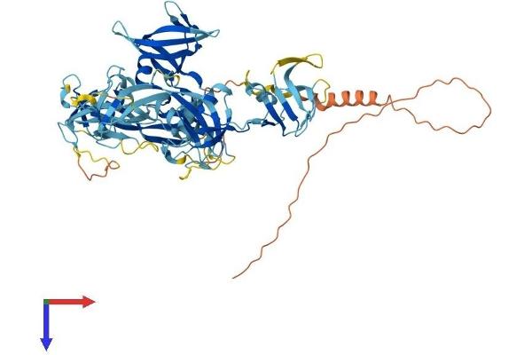 THEMIS Protein (AA 1-636) (His tag)