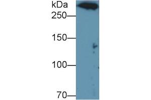 Detection of DNHD1 in U937 cell lysate using Polyclonal Antibody to Dynein Heavy Chain Domain Containing Protein 1 (DNHD1) (DNHD1 antibody  (AA 1-302))