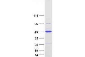 Validation with Western Blot (Zinc Finger with KRAB and SCAN Domains 7 (ZKSCAN7) (Transcript Variant 2) protein (Myc-DYKDDDDK Tag))