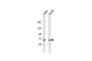Western Blot at 1:1000 dilution Lane 1: A549 whole cell lysate Lane 2: Jurkat whole cell lysate Lysates/proteins at 20 ug per lane.