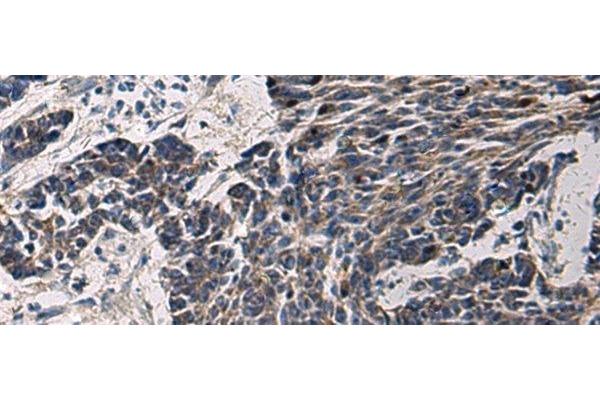 Cyclin I antibody