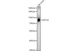 Western blot analysis of extracts of Rat brain, using KA antibody (ABIN1679964, ABIN5664011, ABIN5664013 and ABIN6219456) at 1:462 dilution. (KAT2A antibody  (AA 1-100))