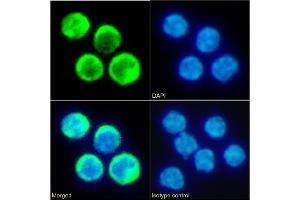 Immunofluorescence staining of fixed mouse splenocytes with anti-TIM-2 antibody RMT2-14. (Recombinant TIMD2 antibody  (Extracellular Domain))