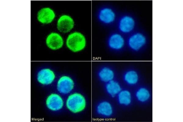 Rekombinanter TIMD2 Antikörper  (Extracellular Domain)