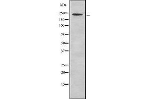 Western blot analysis of MYH11 using LOVO whole cell lysates (MYH11 antibody  (C-Term))