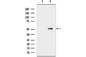anti-Leucine Rich Repeat Containing 34 (LRRC34) antibody