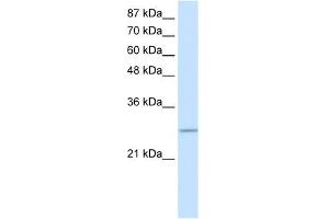 C20ORF20 antibody used at 0. (MRGBP antibody  (Middle Region))