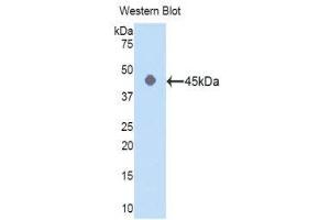 Western Blotting (WB) image for anti-Actin, gamma 1 (ACTG1) (AA 1-375) antibody (ABIN1077745) (Actin, gamma 1 antibody  (AA 1-375))