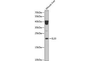 Western blot analysis of extracts of mouse liver, using IL20 Antibody (ABIN6128133, ABIN6142353, ABIN6142354 and ABIN6222322) at 1:1000 dilution.