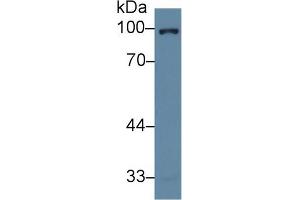 Western Blot; Sample: Human Hela cell lysate; Primary Ab: 2µg/ml Rabbit Anti-Human NR3C1 Antibody Second Ab: 0.