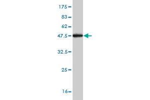 Western Blot detection against Immunogen (36. (TGOLN2 antibody  (AA 229-327))