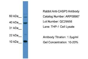 WB Suggested Anti-CASP3  Antibody Titration: 0. (Caspase 3 antibody  (C-Term))