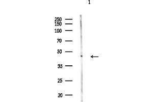 Western blot analysis of lysates from (LPS, 4h treatment), using AMACR Antibody at 1/1000 dilution.