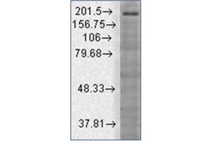 Western Blotting (WB) image for anti-SH3 and Multiple Ankyrin Repeat Domains 3 (SHANK3) (AA 840-857) antibody (ABIN492466) (SHANK3 antibody  (AA 840-857))