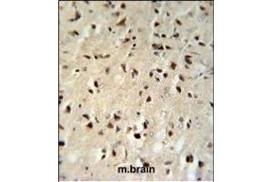 FKBP1B Antibody (N-term) (ABIN392348 and ABIN2841987) IHC analysis in formalin fixed and paraffin embedded mouse brain tissue followed by peroxidase conjugation of the secondary antibody and DAB staining. (FKBP1B antibody  (N-Term))