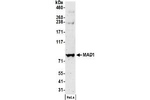 Western Blotting (WB) image for anti-Proteasome (Prosome, Macropain) 26S Subunit, Non-ATPase, 14 (PSMD14) (AA 1-50) antibody (ABIN7454613)