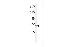 SLC25A12 antibody  (N-Term)