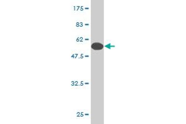 IGSF6 antibody  (AA 29-241)