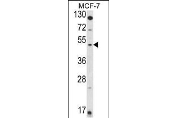 HSD11B2 antibody  (AA 277-306)