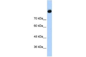 Complement C2 antibody used at 1. (Complement C2 antibody  (Middle Region))