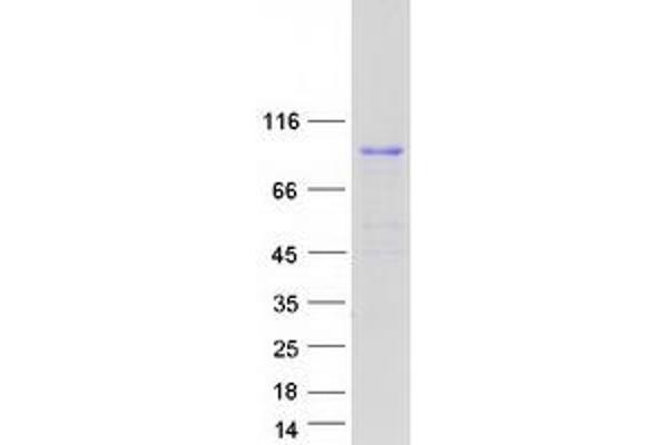 BRF1 Protein (Transcript Variant 1) (Myc-DYKDDDDK Tag)
