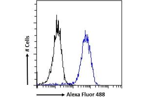 (ABIN185663) Flow cytometric analysis of paraformaldehyde fixed MCF7 cells (blue line), permeabilized with 0. (ZNF217 antibody  (Internal Region))