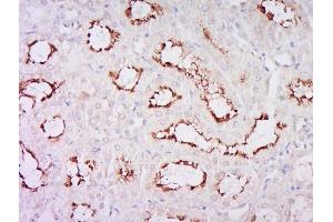 Paraformaldehyde-fixed, paraffin embedded rat kidney, Antigen retrieval by boiling in sodium citrate buffer (pH6) for 15min, Block endogenous peroxidase by 3% hydrogen peroxide for 30 minutes, Blocking buffer (normal goat serum) at 37°C for 20min, Antibody incubation with Rabbit Anti-Klotho Polyclonal Antibody, Unconjugated  at 1:200 overnight at 4°C, followed by a conjugated secondary and DAB staining. (Klotho antibody  (AA 401-500))