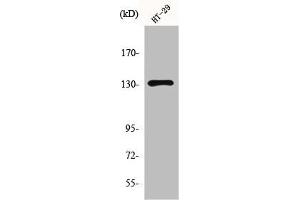 Western Blot analysis of HT29 cells using mGluR5 Polyclonal Antibody (Metabotropic Glutamate Receptor 5 antibody  (N-Term))