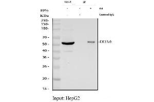 Immunoprecipitating (IP) DDX6 in HepG2 whole cell lysate. (DDX6 antibody  (AA 56-483))