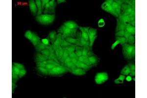 Immunocytochemistry/Immunofluorescence analysis using Rabbit Anti-ERK1 Polyclonal Antibody . (ERK1 antibody  (Atto 488))