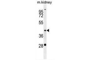 GOT1L1 Antibody (C-term) western blot analysis in mouse kidney tissue lysates (35µg/lane). (GOT1L1 antibody  (C-Term))