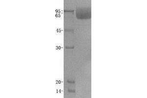 Validation with Western Blot (SCARB2 Protein)