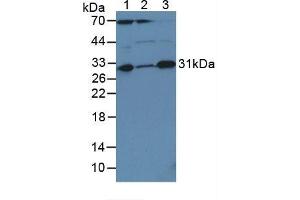 Figure. (Caspase 3 antibody  (AA 29-175))
