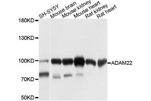 Western blot analysis of extracts of various cells, using ADAM22 antibody. (ADAM22 antibody)