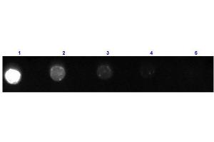 Dot Blot results of Goat Fab Anti-Mouse IgG Antibody Fluorescein Conjugated. (Goat anti-Mouse IgG (Heavy & Light Chain) Antibody (FITC) - Preadsorbed)